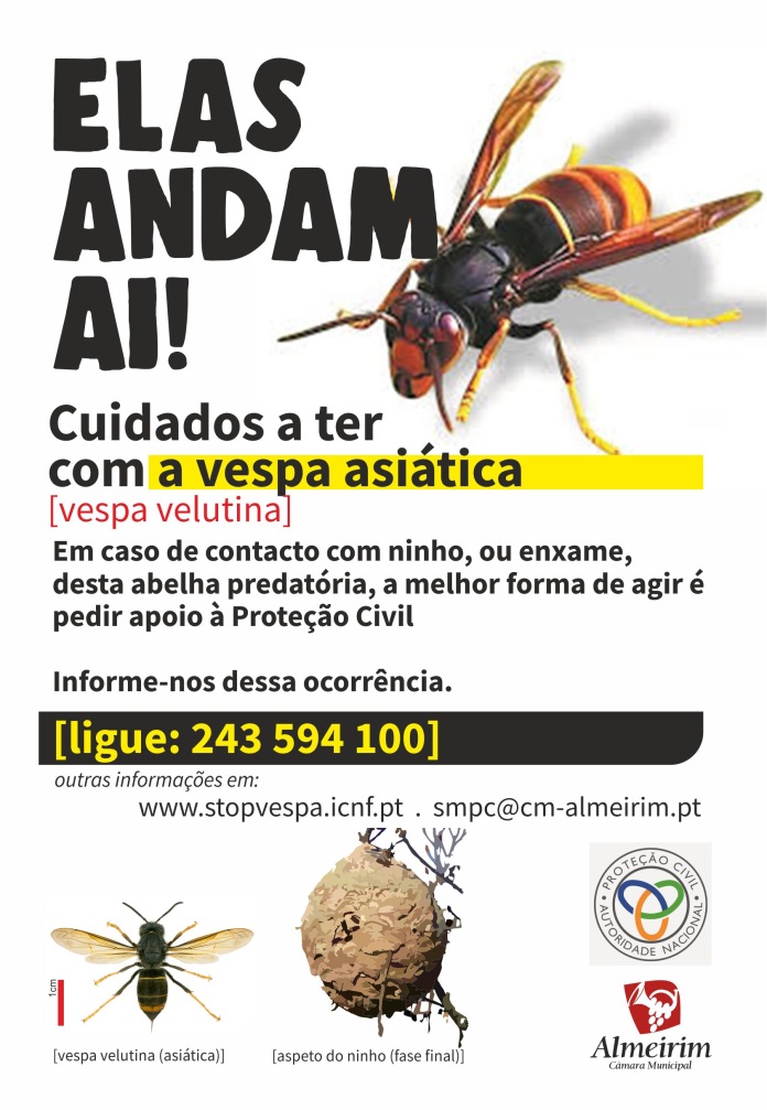 abelha asiatica 2023 info