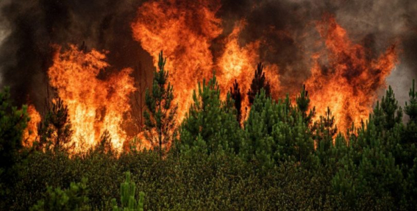 Atualização do Plano Intermunicipal de Defesa da Floresta Contra Incêndios dos Municípios de Almeirim, Alpiarça e Chamusca — 2020 -2029